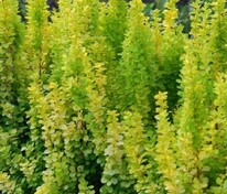 Барбарис Тунберга Голден Торч (Berberis thunbergii 'Golden Torch')