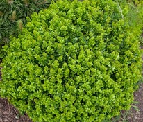 Барбарис Тунберга Кобольд (Berberis thunbergii 'Kobold')