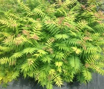 Рябинник рябинолистный Матча Болл (Sorbaria sorbifolia 'Matcha Ball')