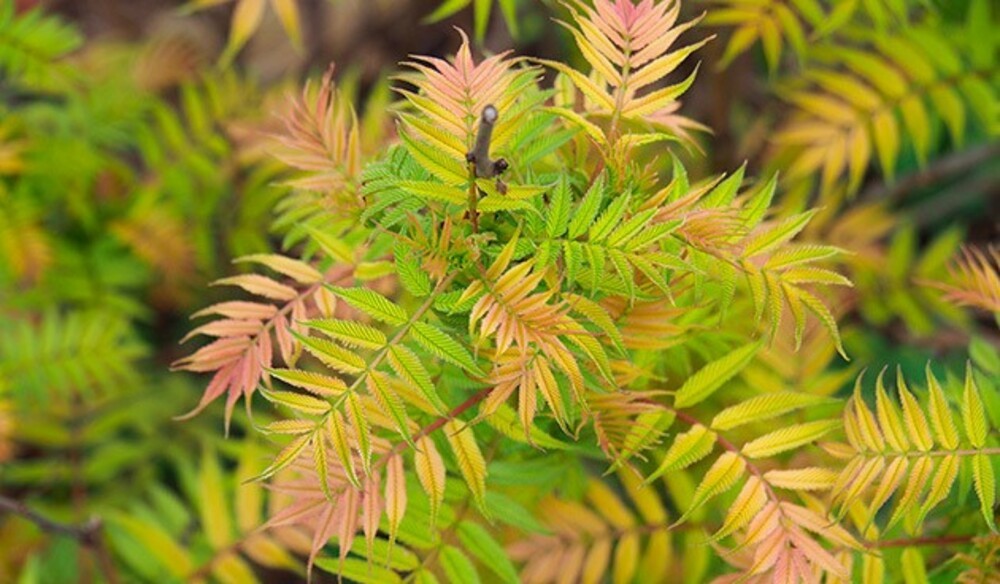 Рябинник рябинолистный Пинк Хопи (Sorbaria sorbifolia 'Pink Hopi')