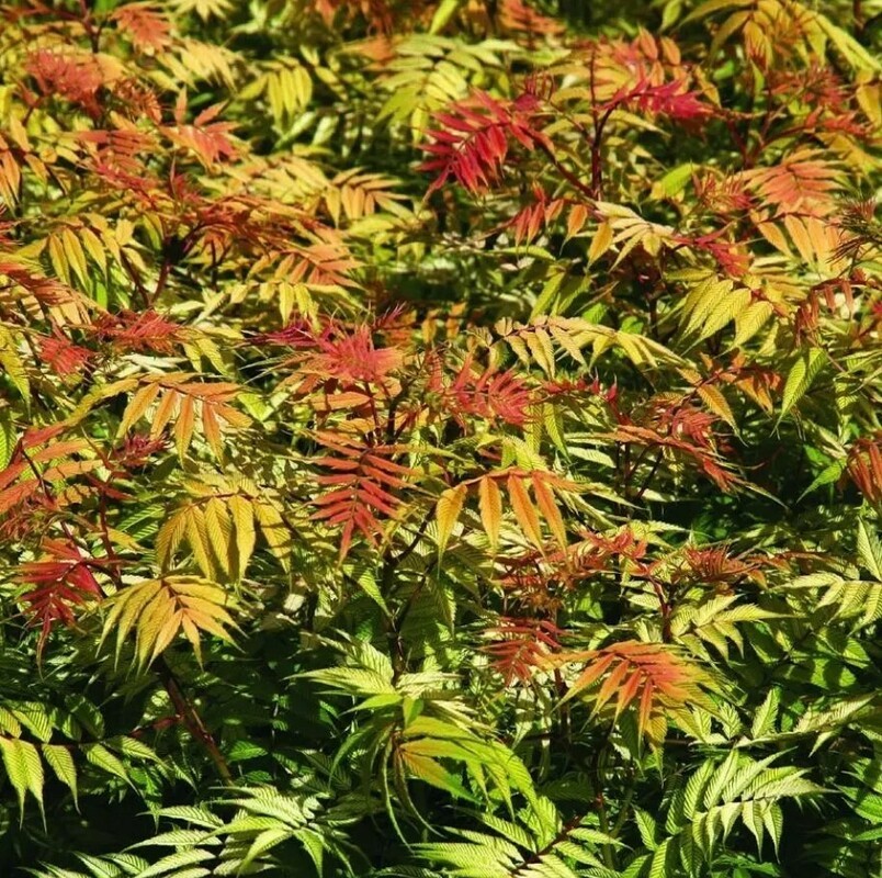 Рябинник рябинолистный Пинк Хопи (Sorbaria sorbifolia 'Pink Hopi')