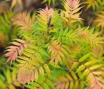 Рябинник рябинолистный Пинк Хопи (Sorbaria sorbifolia 'Pink Hopi')