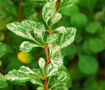 Барбарис Тунберга Корник (Berberis thunbergii 'Kornik')