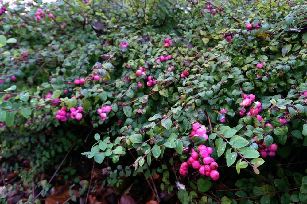 Снежноягодник хенаульта Хэнкок (Symphoricarpos x chenaultii 'Hancock')