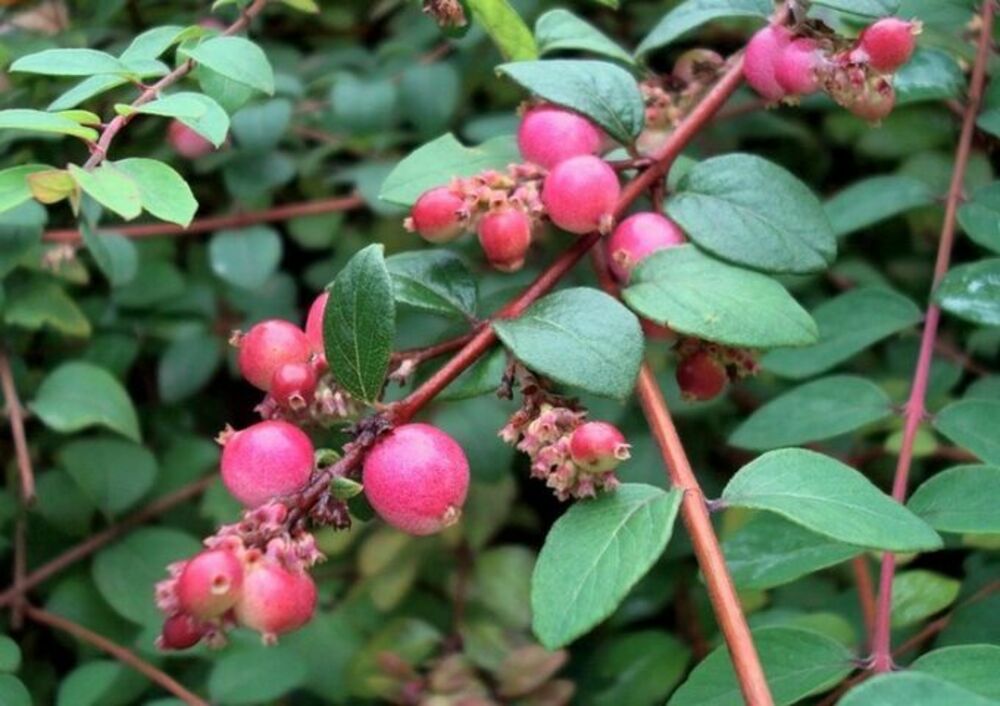 Снежноягодник хенаульта Хэнкок (Symphoricarpos x chenaultii 'Hancock')