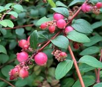 Снежноягодник хенаульта Хэнкок (Symphoricarpos x chenaultii 'Hancock')