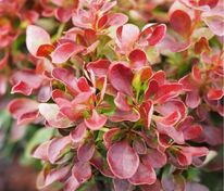 Барбарис Тунберга Лютин Руж (Berberis thunbergii 'Lutin Rouge')