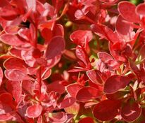 Барбарис Тунберга Оранж Карпет (Berberis thunbergii 'Orange Carpet')