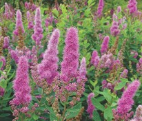 Спирея Билларда Триумфанс (Spiraea x billardii 'Triumphans')