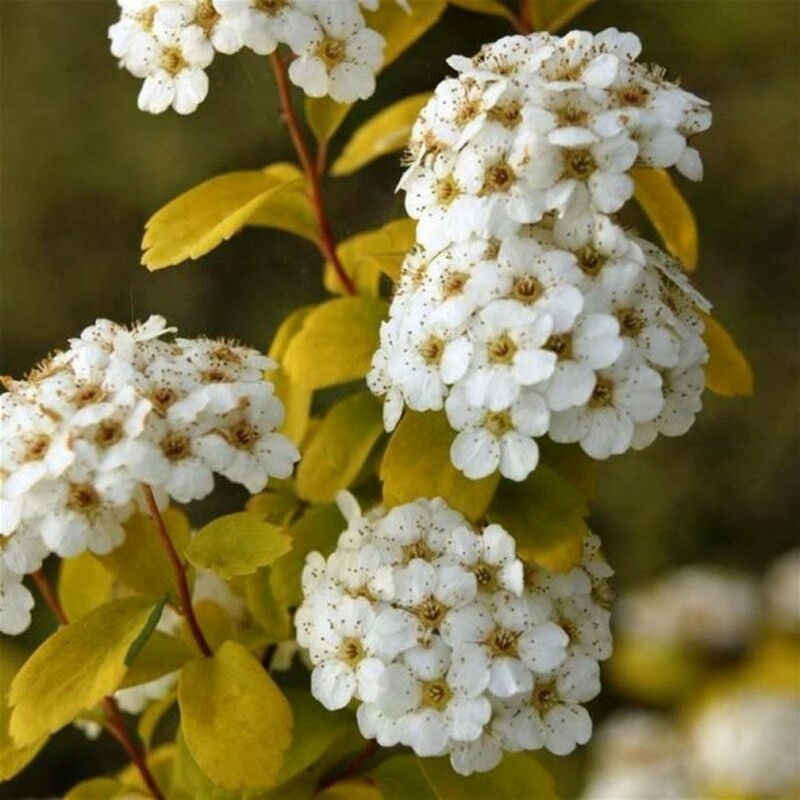 Спирея Вангутта Голд Фонтэйн (Spiraea x vanhouttei 'Gold Fountain')