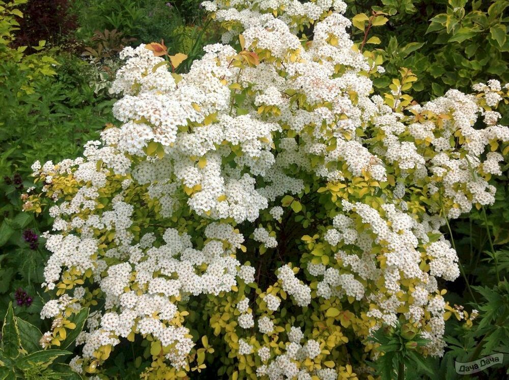Спирея Вангутта Голд Фонтэйн (Spiraea x vanhouttei 'Gold Fountain')