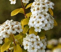 Спирея Вангутта Голд Фонтэйн (Spiraea x vanhouttei 'Gold Fountain')
