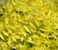 Спирея серая Казиу (Spiraea x cinerea 'Kaziu')