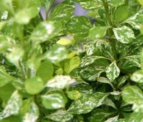 Барбарис Тунберга Пау-Вау (Berberis thunbergii 'Pow-Wow')