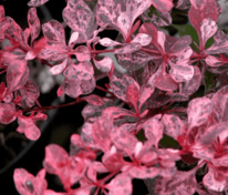 Барбарис Тунберга Пинк Квин (Berberis thunbergii 'Pink Queen')
