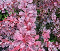 Барбарис Тунберга Пинк Этракшн (Berberis thunbergii 'Pink Attraction')