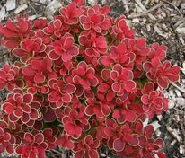 Барбарис Тунберга Руби Стар (Berberis thunbergii 'Ruby Star')