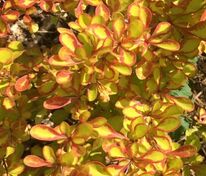 Барбарис Тунберга Саммер Сансет (Berberis thunbergii 'Summer Sunset')