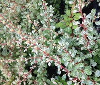 Барбарис Тунберга Сильвер Бьюти (Berberis thunbergii 'Silver Beauty')