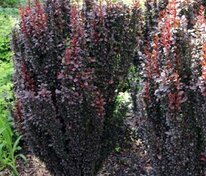 Барбарис Тунберга Хелмонд Пиллар (Berberis thunbergii 'Helmond Pillar')