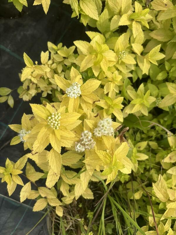 Спирея японская Вайт Голд (Spiraea japonica 'White Gold')