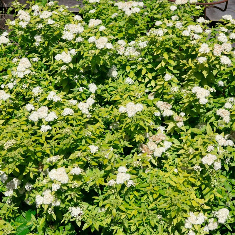 Спирея японская Вайт Голд (Spiraea japonica 'White Gold')