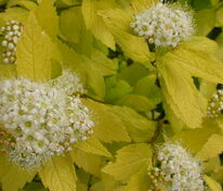 Спирея японская Вайт Голд (Spiraea japonica 'White Gold')