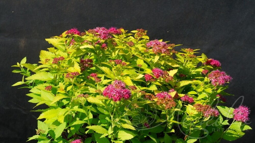 Спирея японская Дабл Плей Голд (Spiraea japonica 'Double Play Gold')