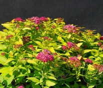 Спирея японская Дабл Плей Голд (Spiraea japonica 'Double Play Gold')