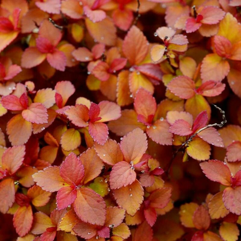 Спирея японская Зен Спирит Карамель (Spiraea japonica 'Zen Spirit Caramel')