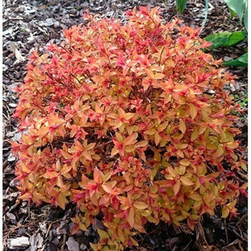 Спирея японская Зен Спирит Карамель (Spiraea japonica 'Zen Spirit Caramel')