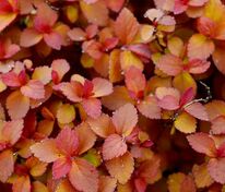 Спирея японская Зен Спирит Карамель (Spiraea japonica 'Zen Spirit Caramel')