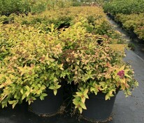 Спирея японская Литтл Флейм (Spiraea japonica 'Little Flame')