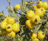 Боярышник Злат (Crataegus 'Zlat')