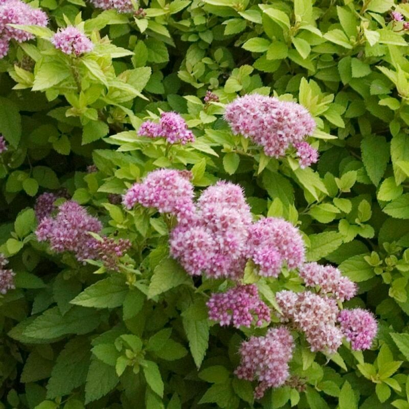 Спирея японская Сандроп (Spiraea japonica 'Sundrop')