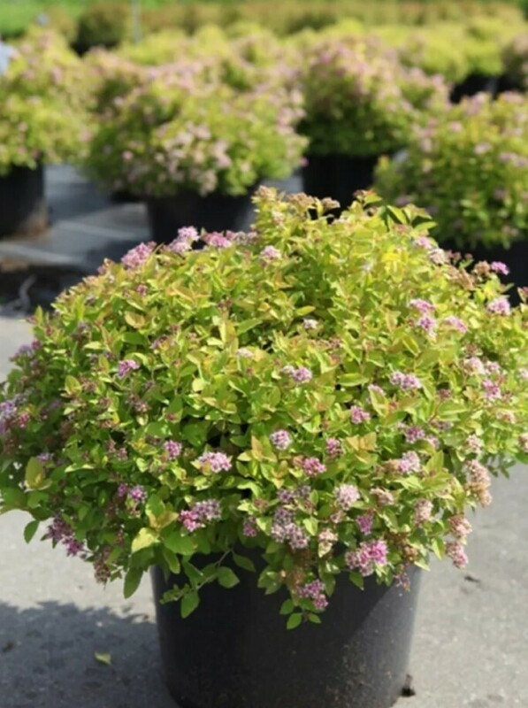 Спирея японская Сандроп (Spiraea japonica 'Sundrop')
