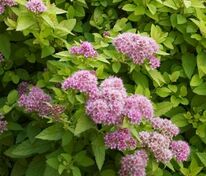 Спирея японская Сандроп (Spiraea japonica 'Sundrop')