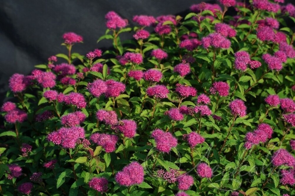 Спирея японская Суперстар (Spiraea japonica 'Superstar')