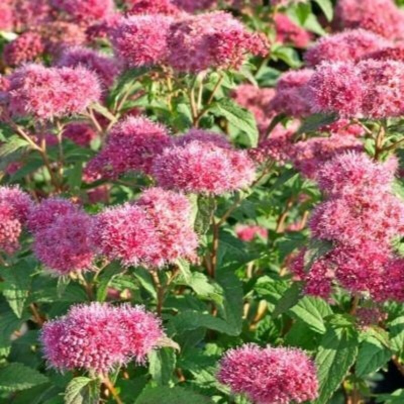 Спирея японская Суперстар (Spiraea japonica 'Superstar')