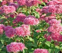 Спирея японская Суперстар (Spiraea japonica 'Superstar')