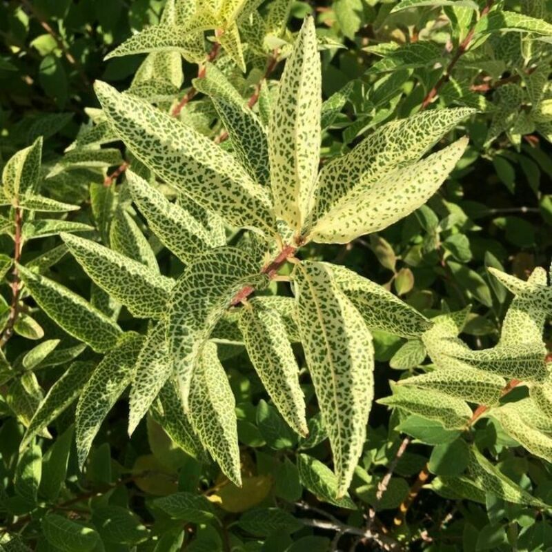 Форзиция корейская Кумсон (Forsythia koreana 'Kumsom')