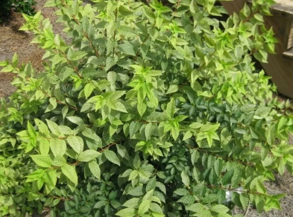 Форзиция корейская Кумсон (Forsythia koreana 'Kumsom')