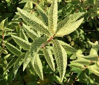 Форзиция корейская Кумсон (Forsythia koreana 'Kumsom')