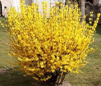 Форзиция промежуточная Голдзаубер (Forsythia x intermedia 'Goldzauber')