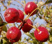 Боярышник Мао-мао (Crataegus 'Mao-mao')