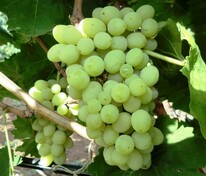 Виноград плодовый Гарольд (Vitis 'Garold')