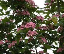 Боярышник морденский Тоба (Crataegus x mordenensis 'Toba')