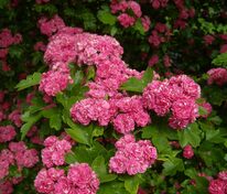 Боярышник Рубра Плена (Crataegus laevigata 'Rubra Plena')