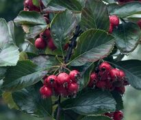 Боярышник сливолистный Спленденс (Crataegus x prunifolia 'Splendens')