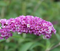 Буддлея Давида Беррис энд Крим (Buddleja davidii 'Berries and Cream')